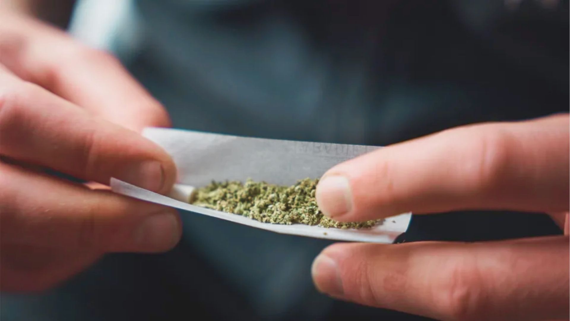 Close-up of hands rolling ground hemp flower in a white paper with a filter tip.