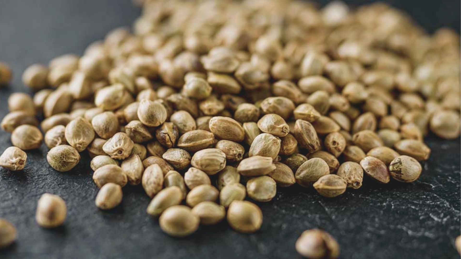 Close-up of mottled light brown cannabis seeds scattered on a dark slate surface.