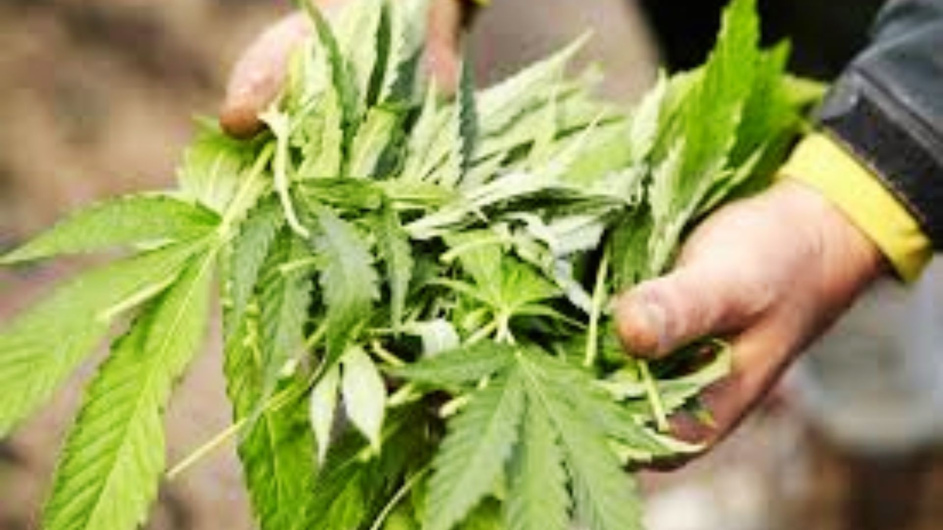Fresh cannabis plant leaves and buds held in hands outdoors, ready for trimming before decarboxylation.