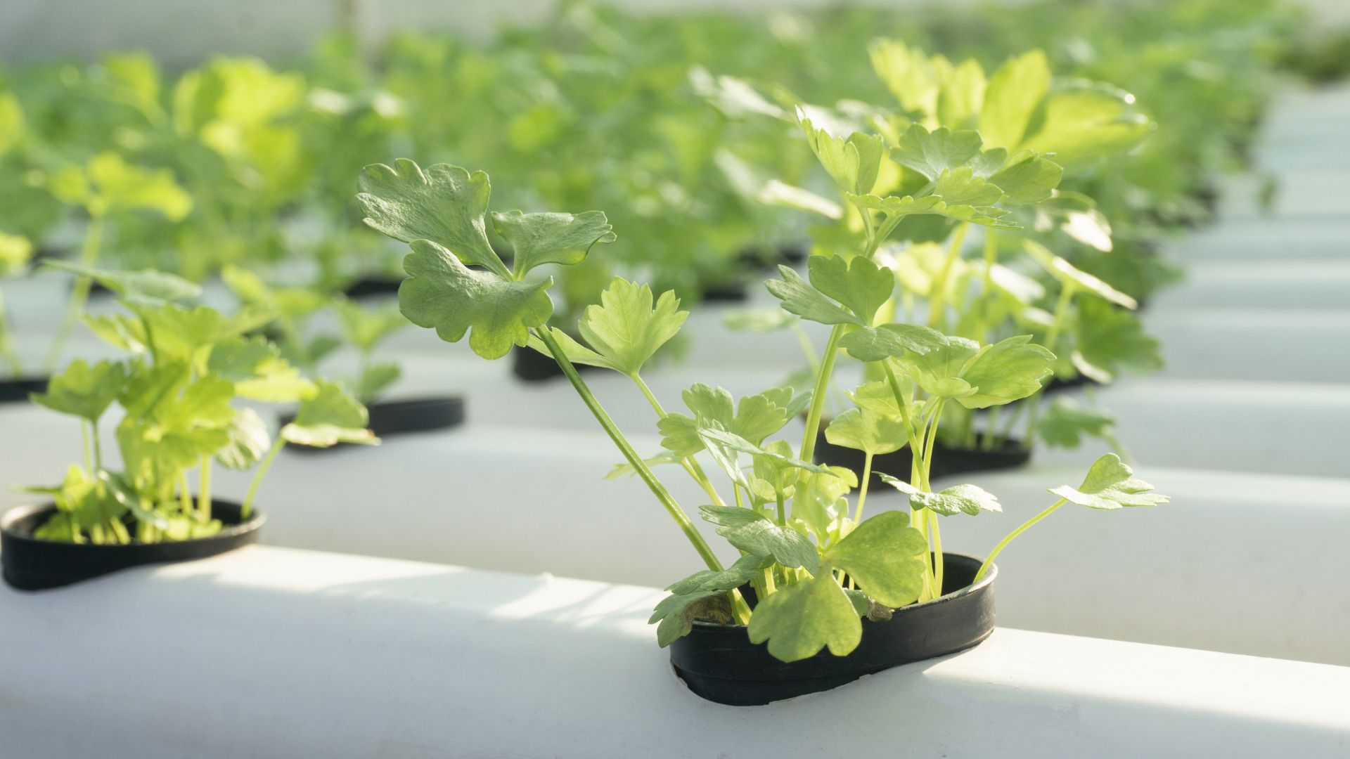 Young hydroponic plants with light green new growth showing iron deficiency or overwatering stress
