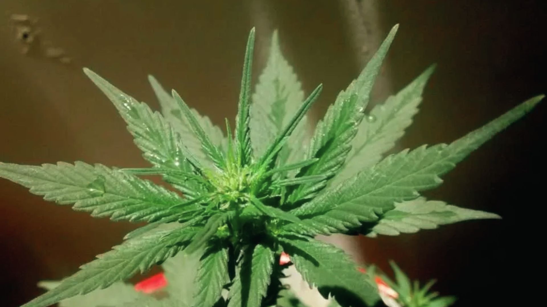 Fresh cannabis plant with dewy leaves close up. Properly dried buds stay potent 6-12 months.