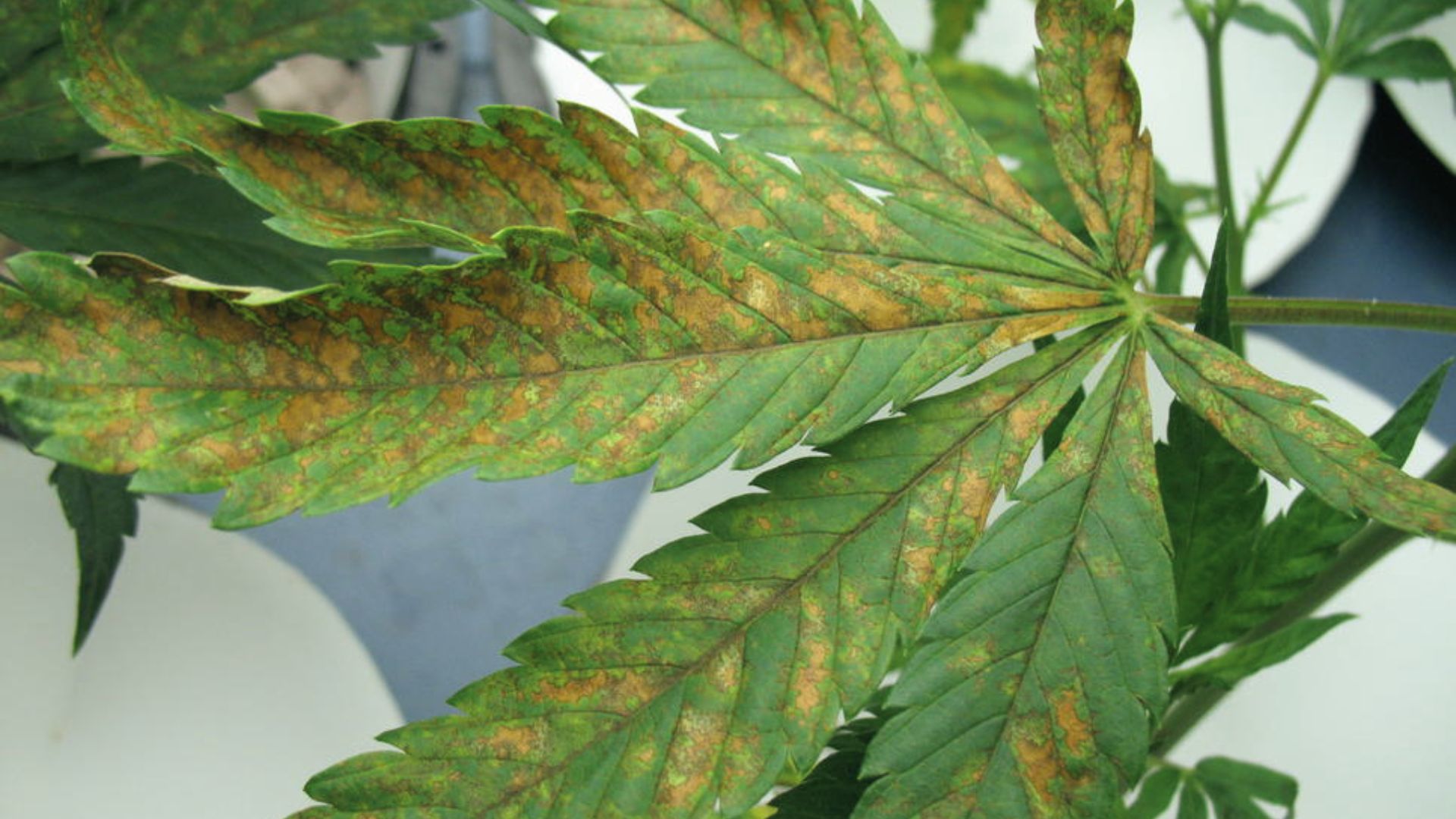 Severe calcium toxicity damage with widespread rusty bronze patches on cannabis fan leaves

