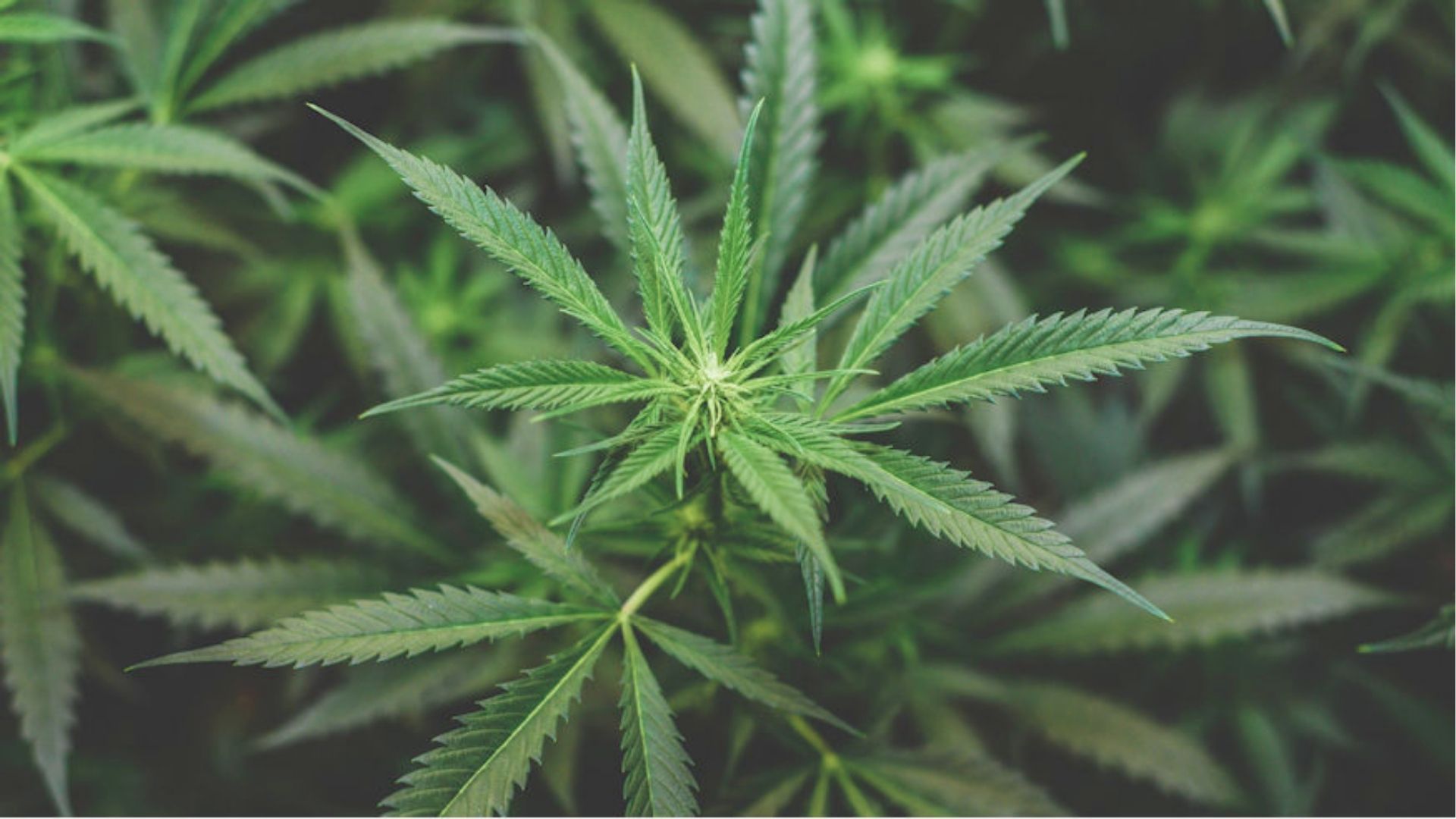 Top-down view of vibrant green cannabis leaves surrounding the center of the plant, highlighting the serrated leaf structure.