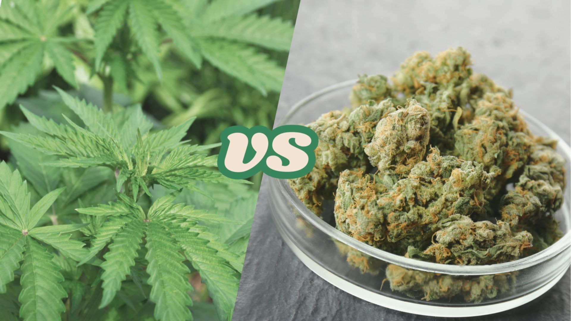 Split-screen comparison showing a hemp plant on the left and dried cannabis buds in a glass bowl on the right with “vs” in the center
