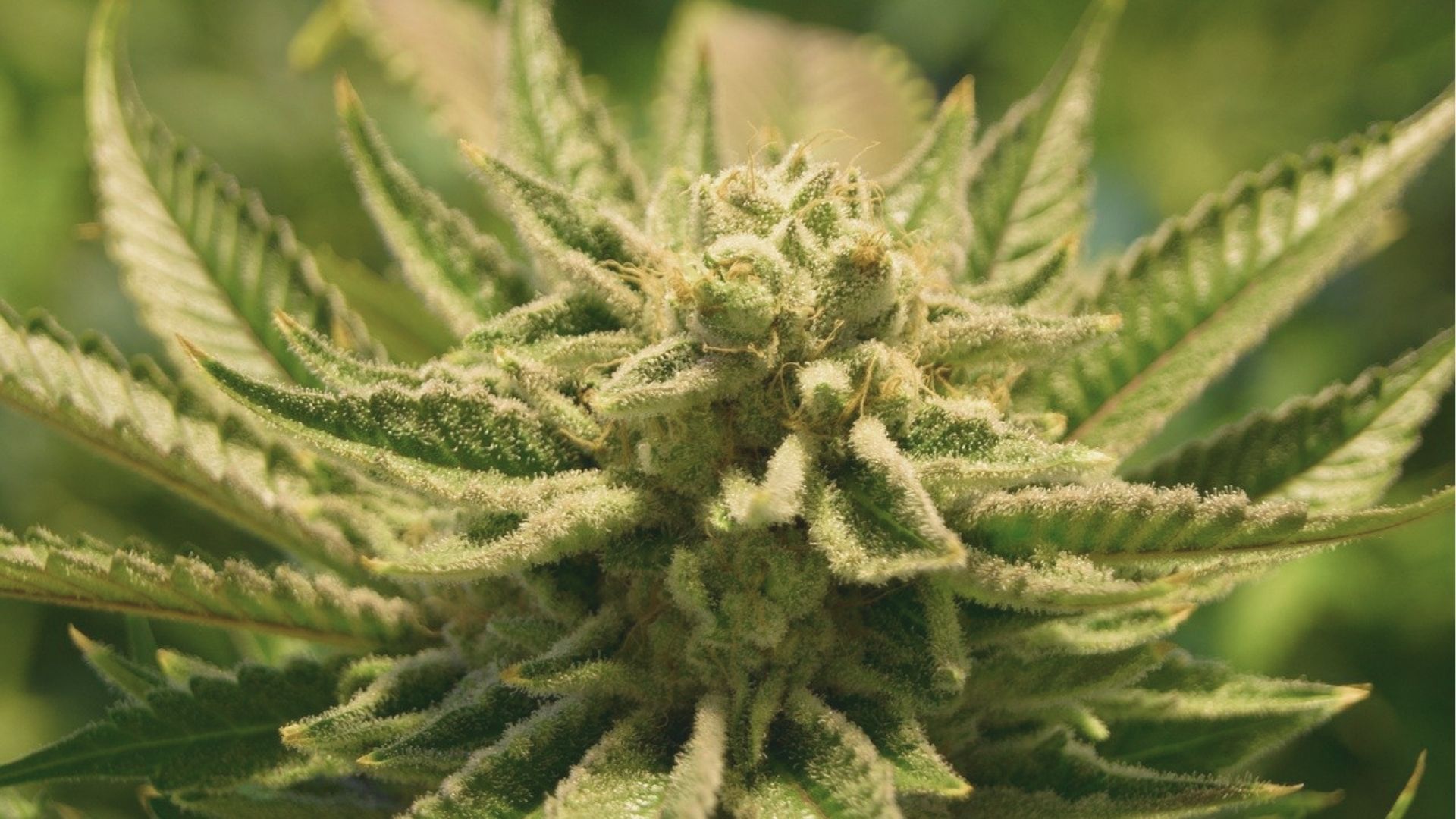 Sunlit close-up of a dense hemp flower bud surrounded by serrated green leaves. 