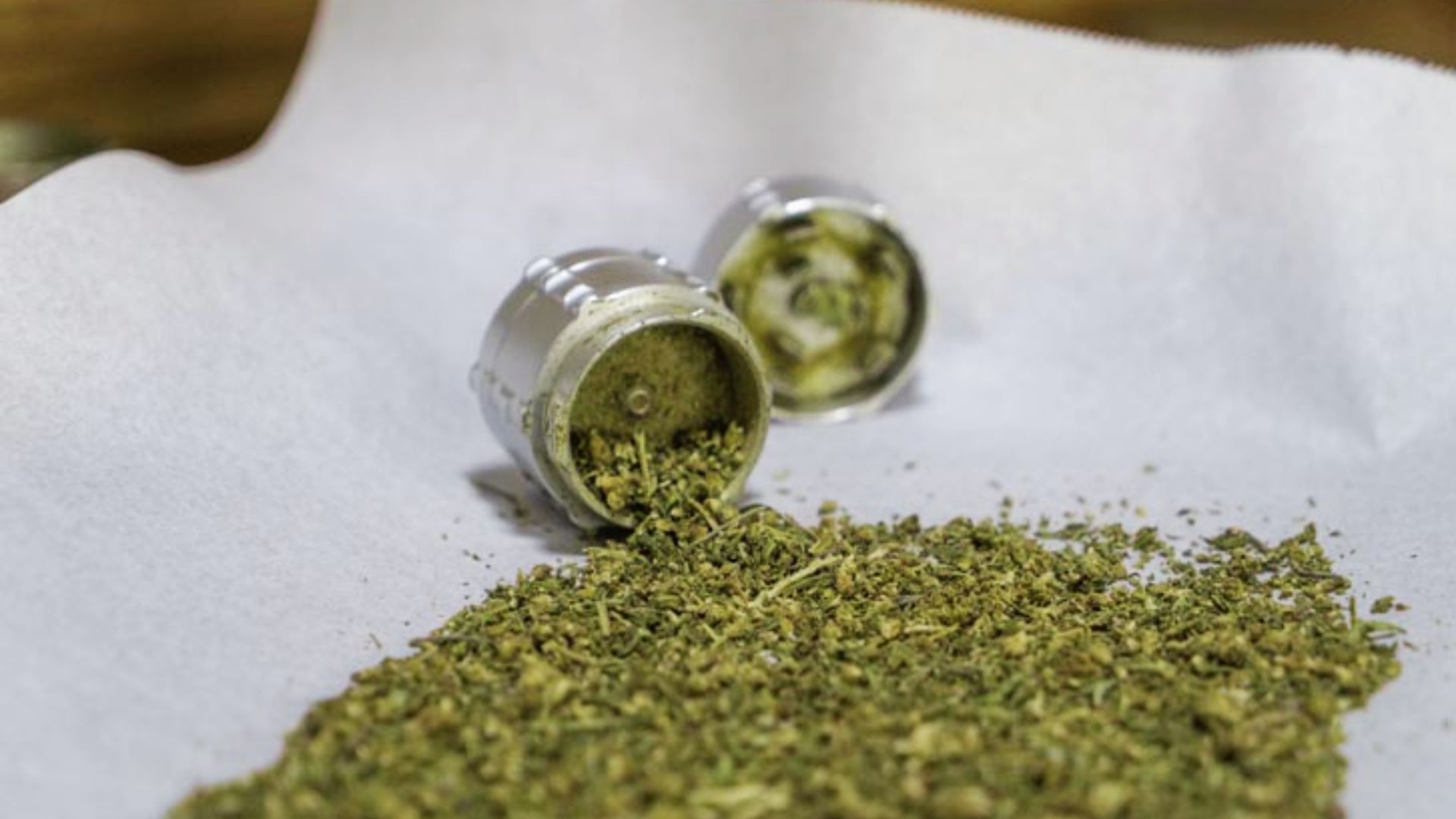 Open grinder spills finely ground cannabis onto parchment paper to prepare for even decarboxylation.