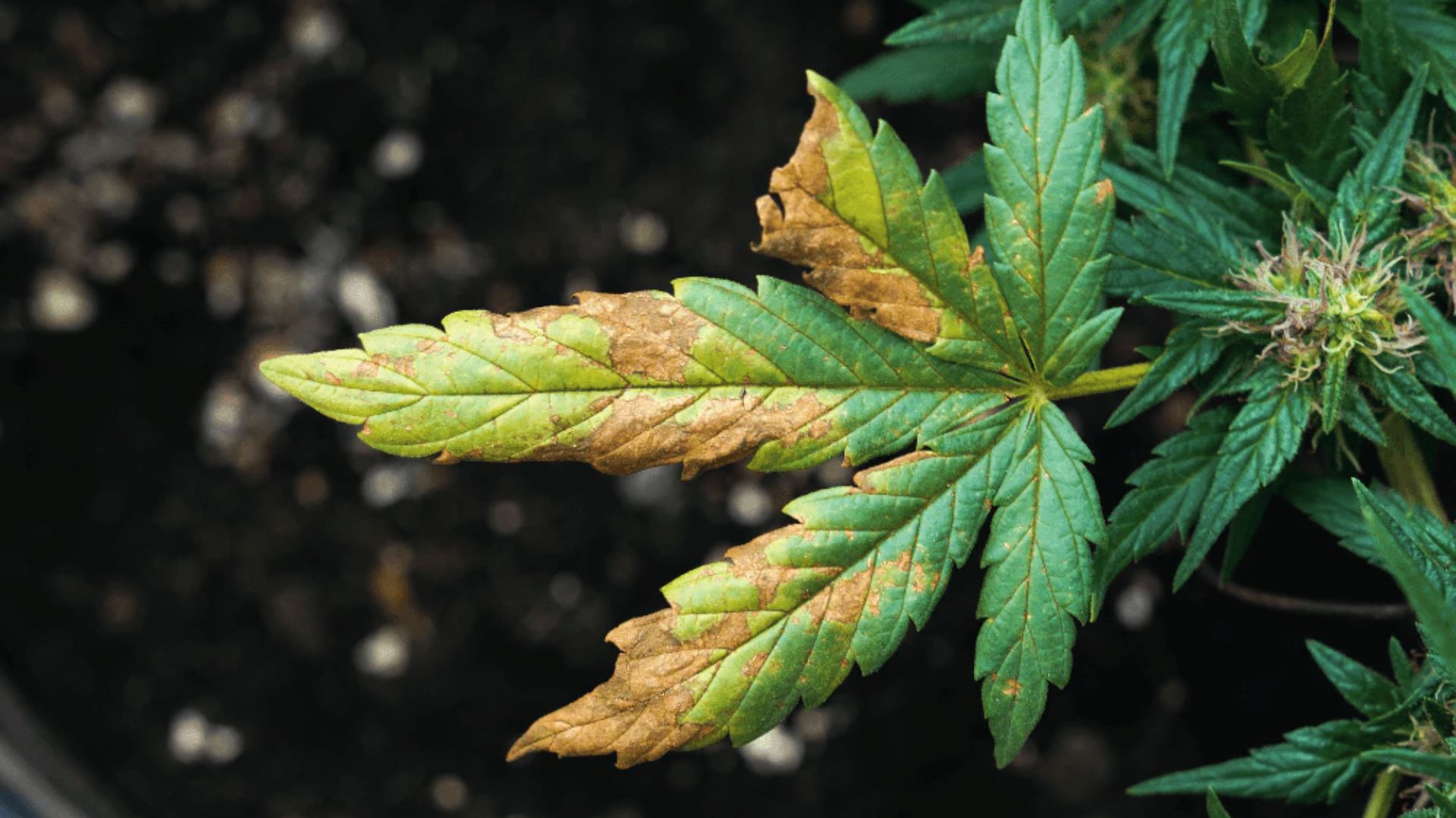 Single cannabis leaf with brown necrosis and curling tips from phosphorus deficiency in flower
