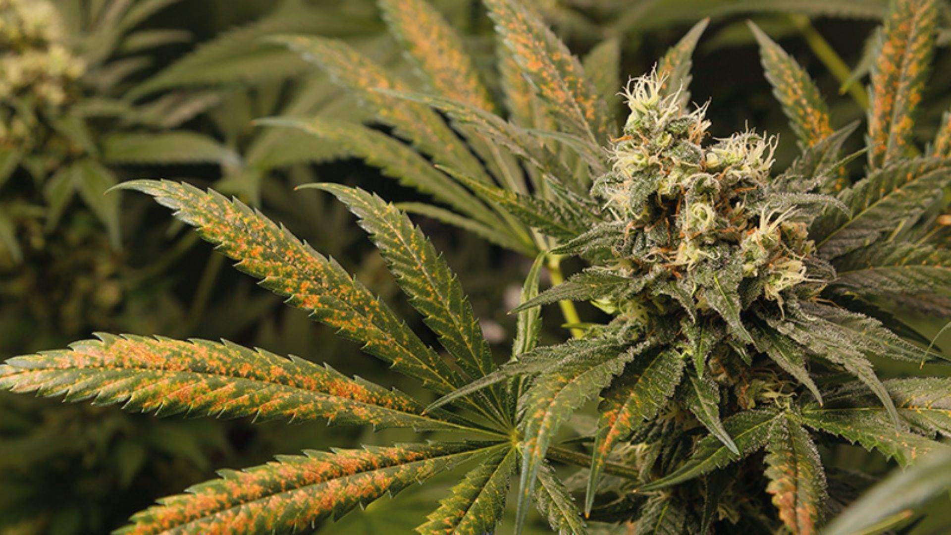 Cannabis leaves with orange-brown spotting and necrosis due to calcium nutrient imbalance
