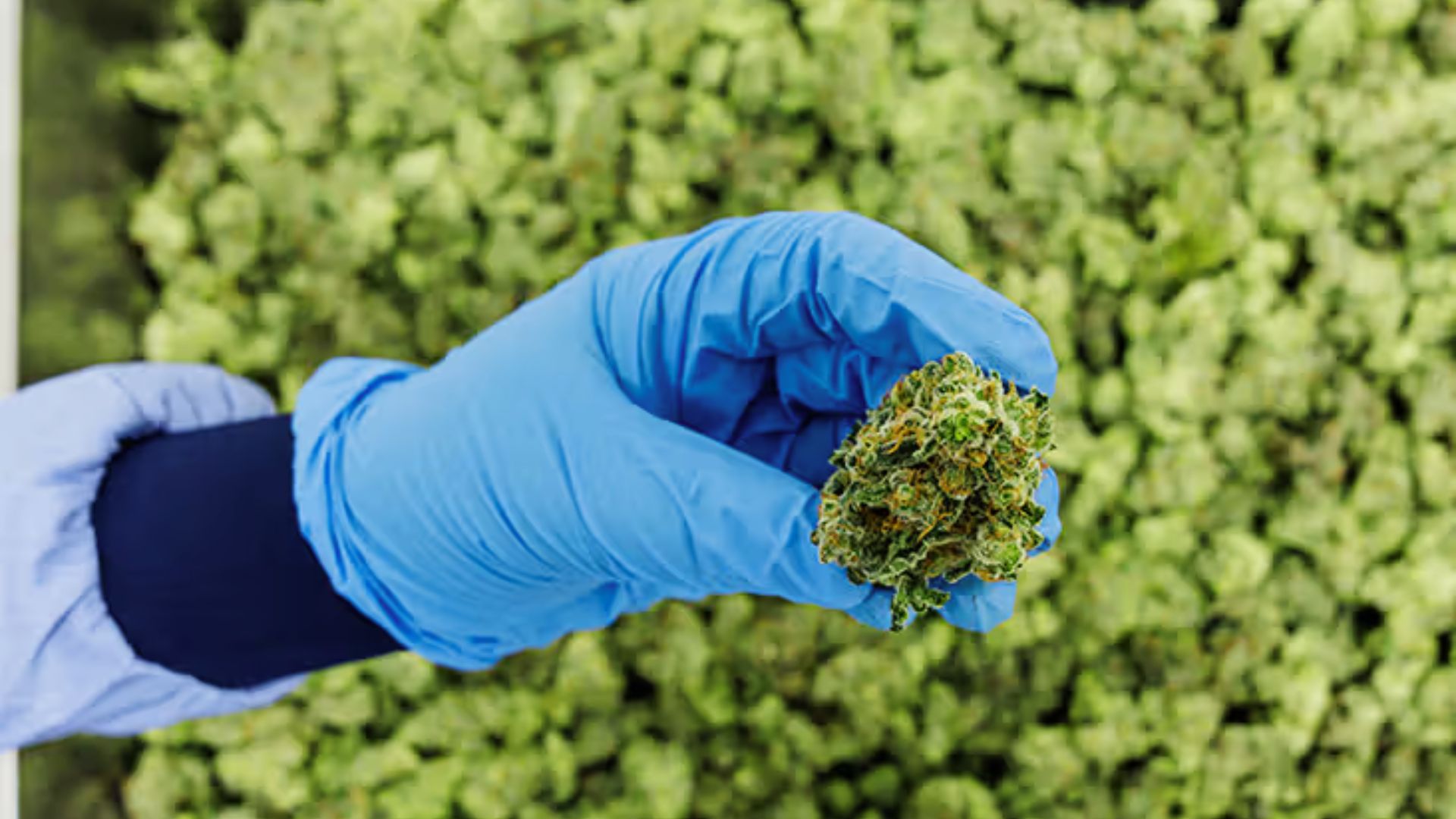 Moldy marijuana with white fuzz signals spoiled cannabis that has gone bad and unsafe to use.