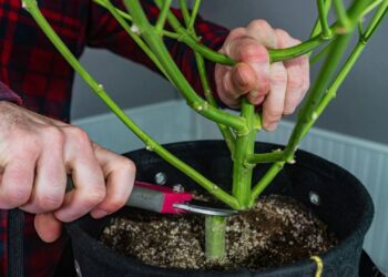 Man cutting stems from pot with his cutting tool