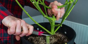 Man cutting stems from pot with his cutting tool