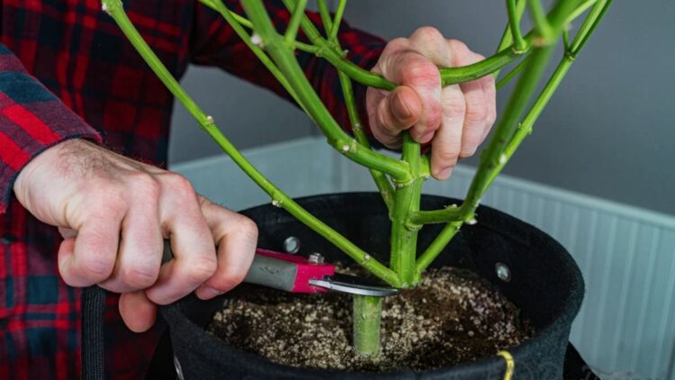 Man cutting stems from pot with his cutting tool