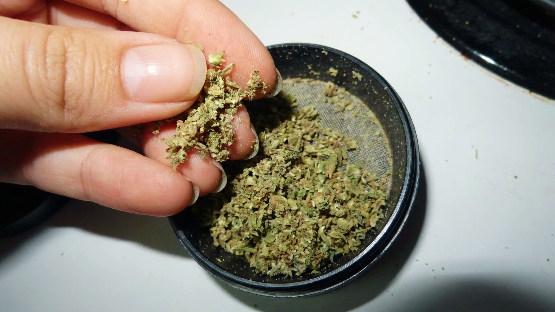 Fingers pinch ground cannabis from the grinder showing texture needed before oven decarboxylation.
