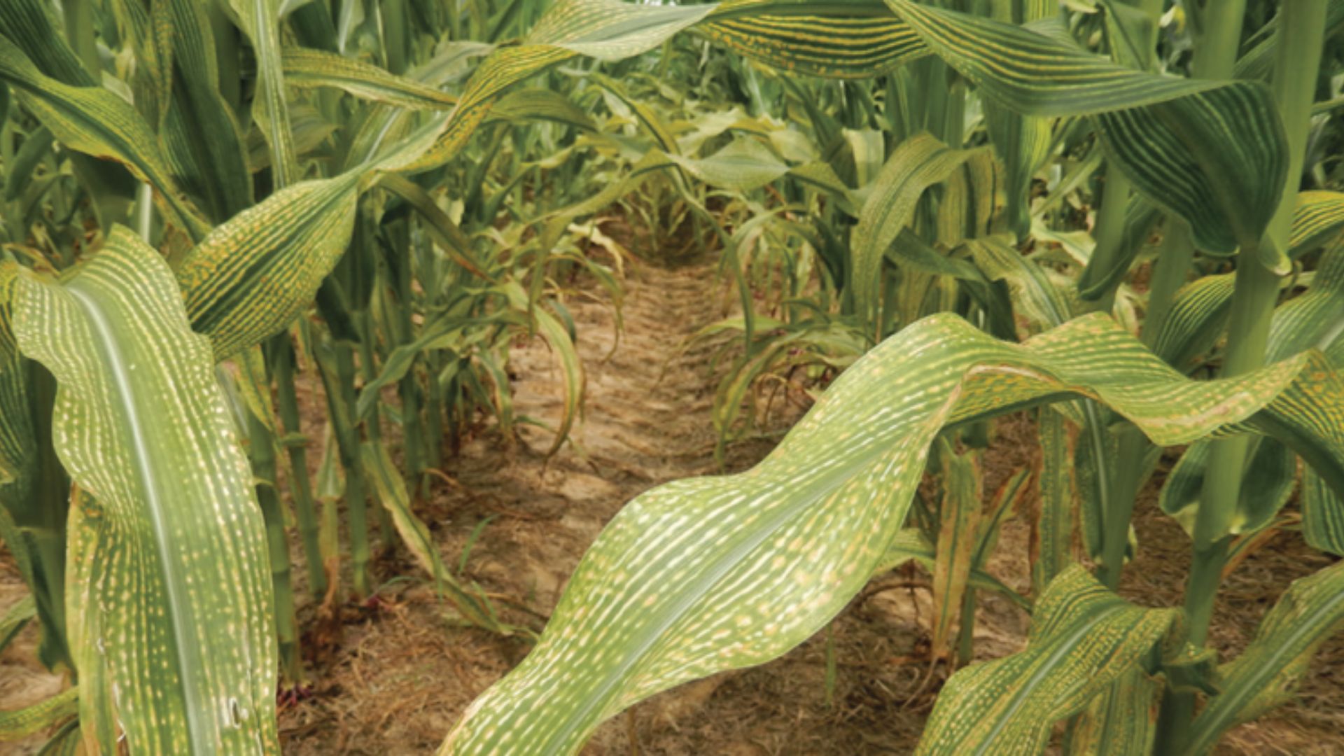 Corn leaves with interveinal striping and white spots showing zinc deficiency symptoms in plants