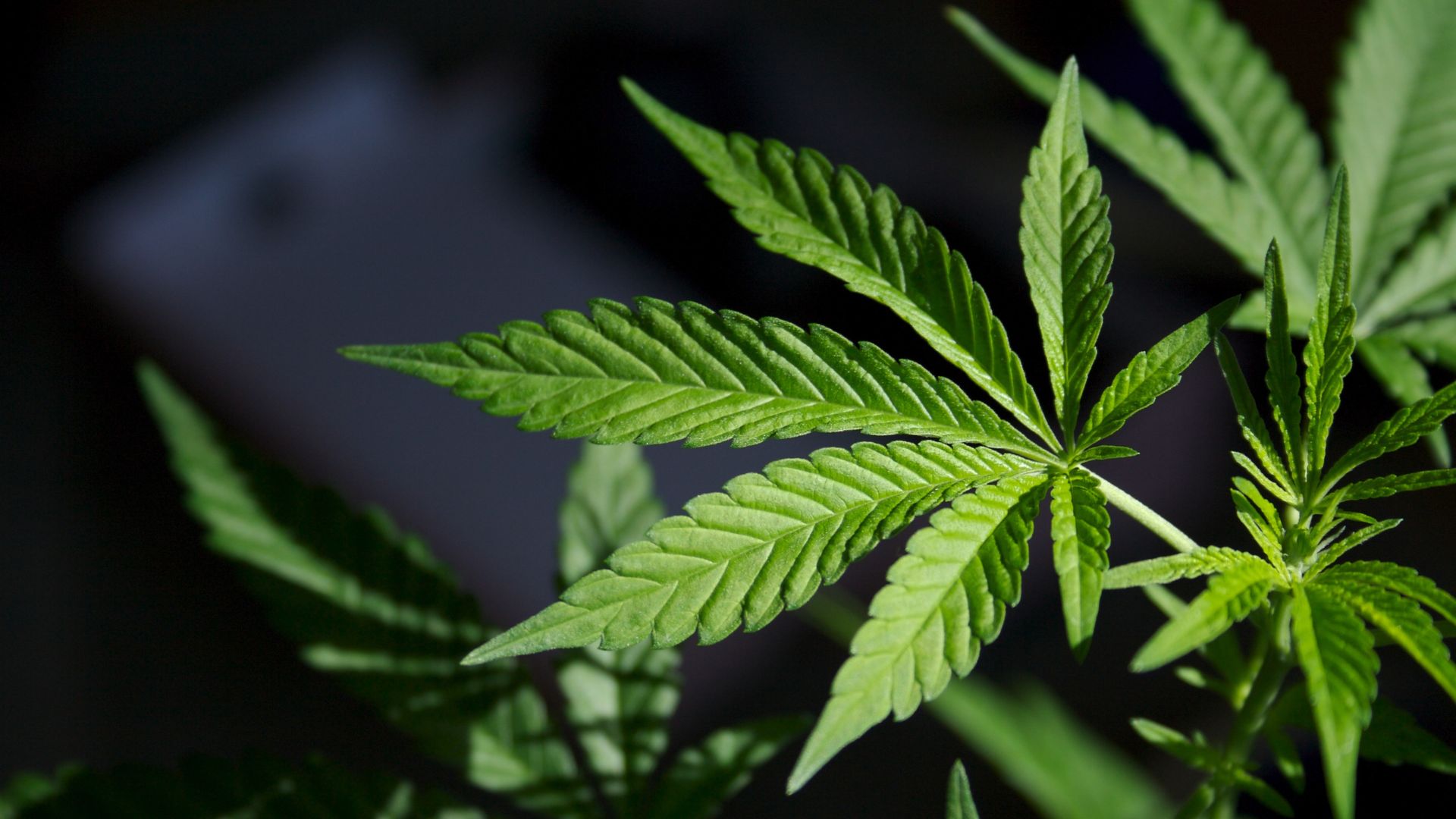 Sunlit cannabis leaves in sharp focus on a dark background. Flowers lose THC after 1 year without storage.