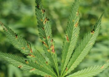 Flowering cannabis plant with fan leaves covered in rust-colored spots from calcium toxicity