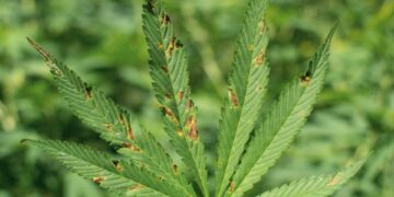 Flowering cannabis plant with fan leaves covered in rust-colored spots from calcium toxicity