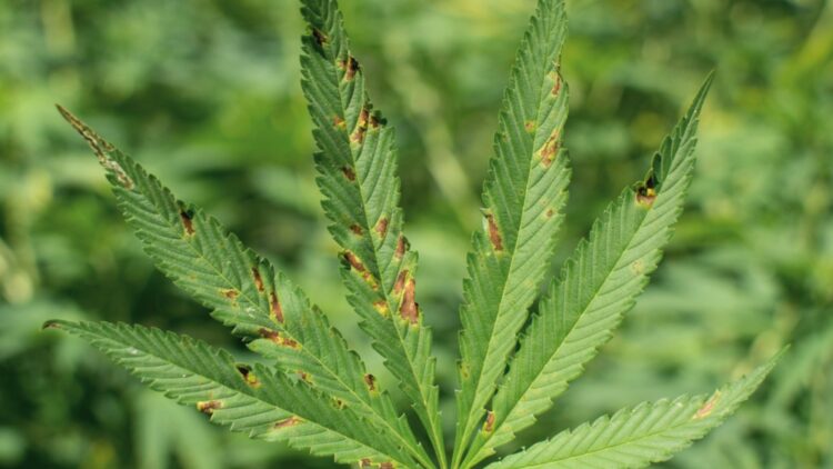 Flowering cannabis plant with fan leaves covered in rust-colored spots from calcium toxicity