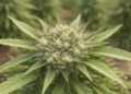 Mature hemp flower bud growing outdoors on a plant with sharp green leaves.