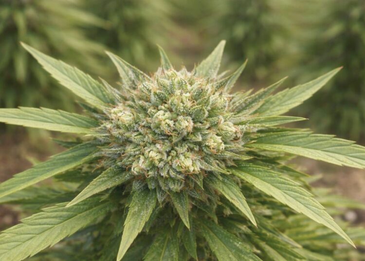 Mature hemp flower bud growing outdoors on a plant with sharp green leaves.