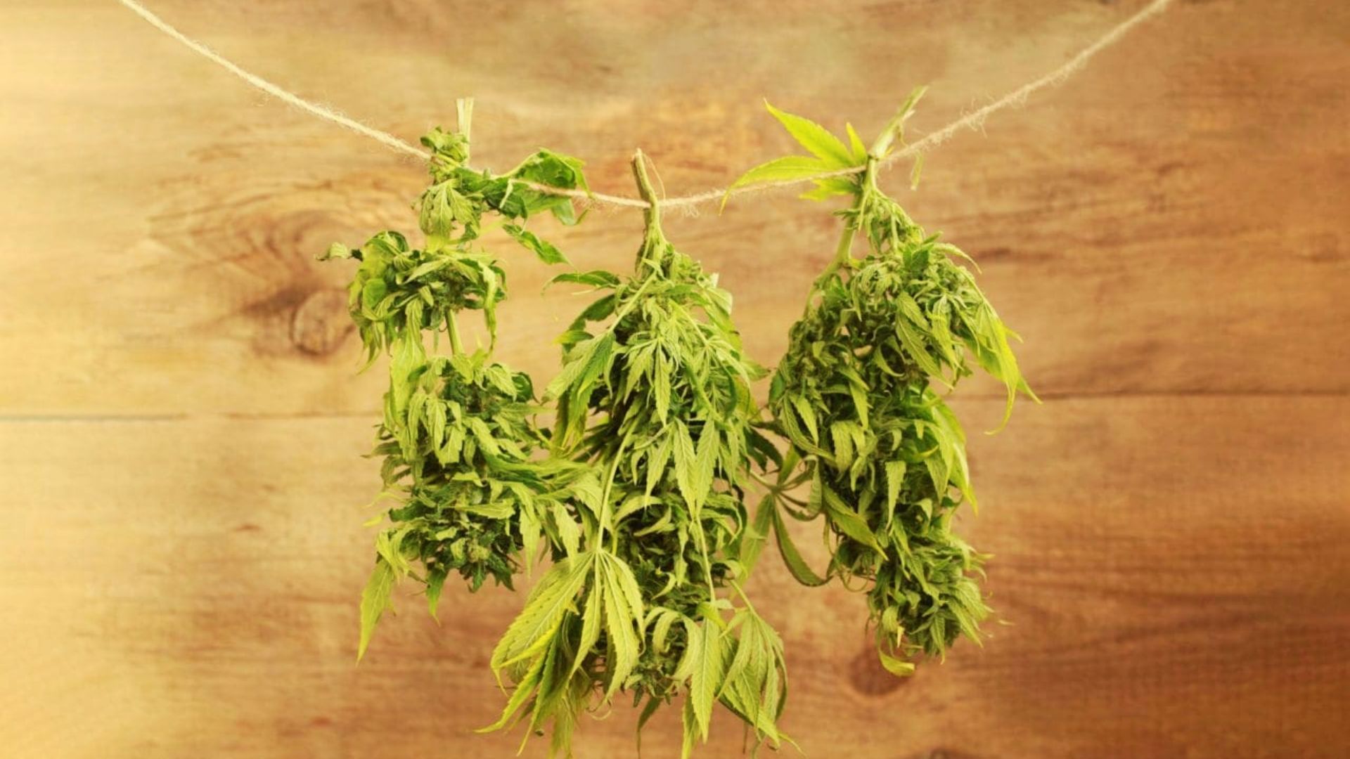 Three trimmed cannabis colas hanging on twine against a wood background for a slow air drying method.