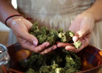 A person holds cured cannabis buds over a wooden bowl to inspect quality before decarboxylation.