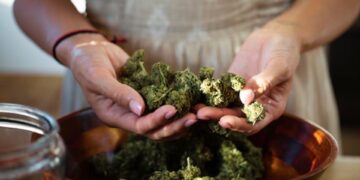 A person holds cured cannabis buds over a wooden bowl to inspect quality before decarboxylation.