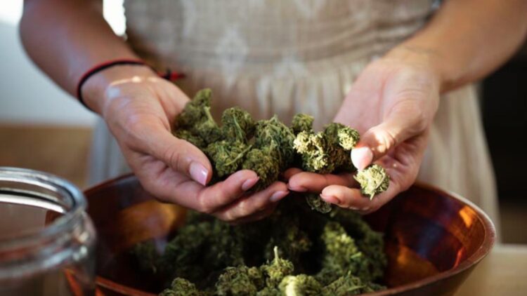 A person holds cured cannabis buds over a wooden bowl to inspect quality before decarboxylation.