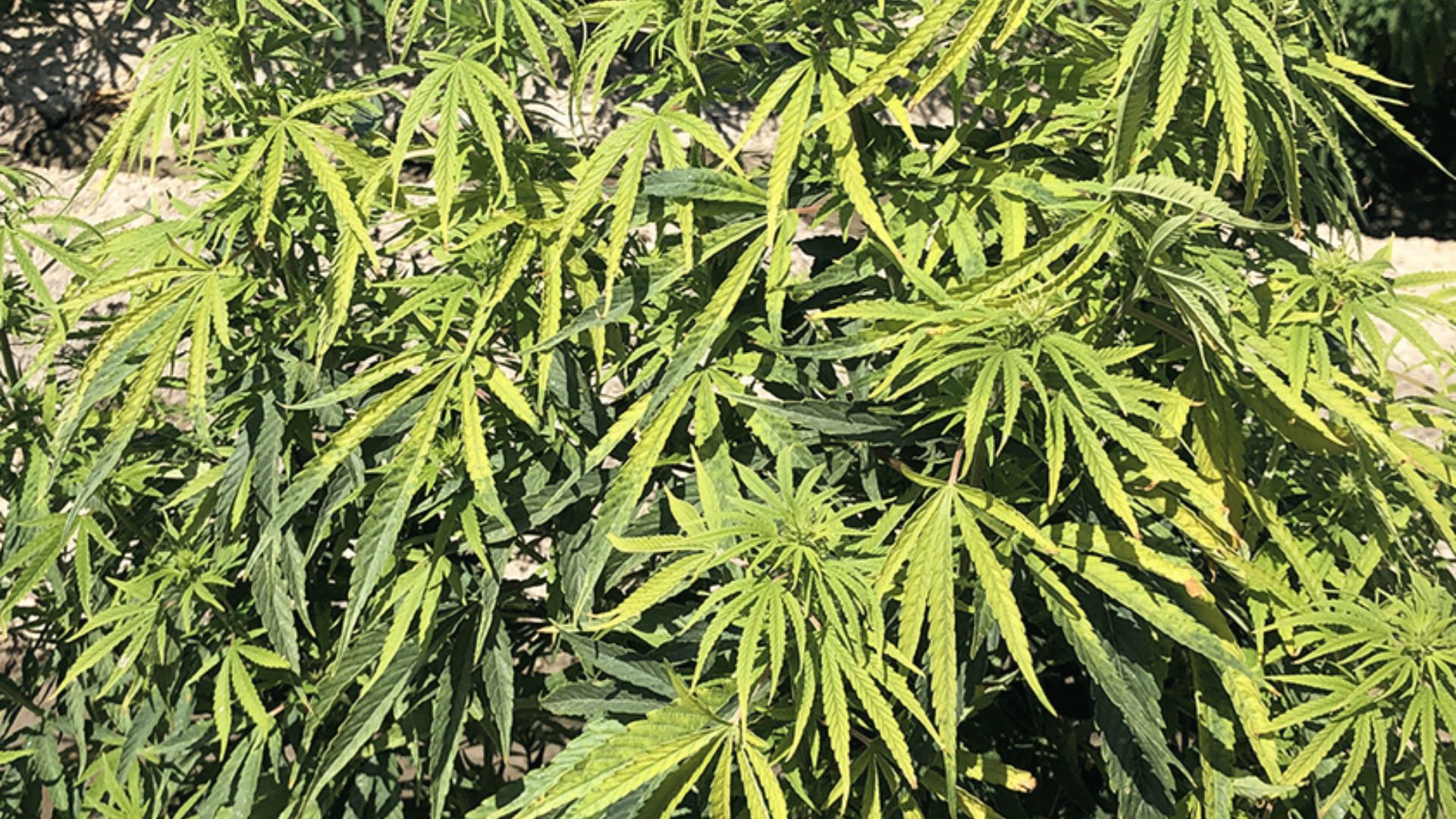 Cannabis plant with pale yellow leaves and drooping foliage showing nitrogen deficiency signs