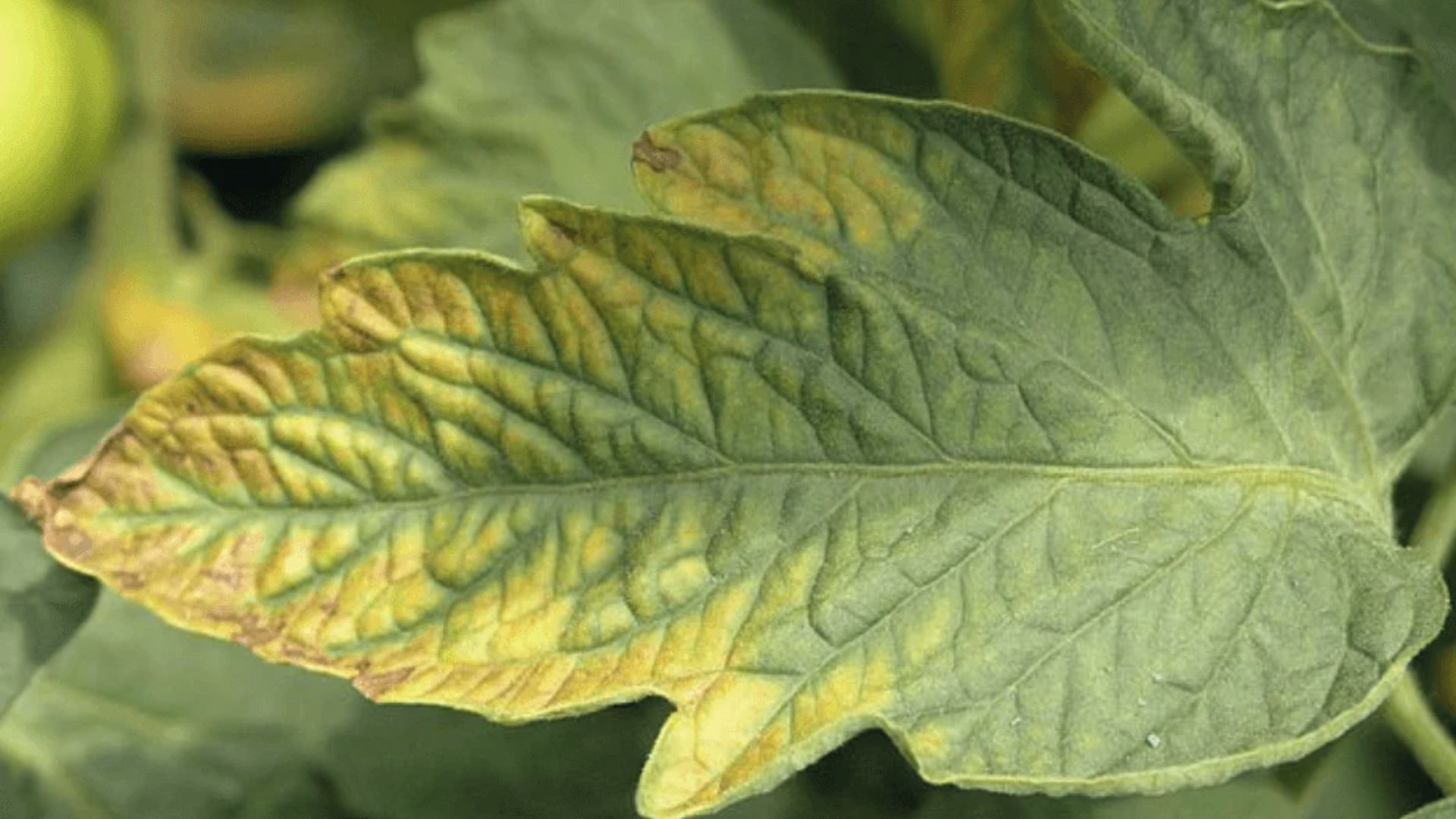 Close-up of leaf with yellow chlorosis and brown edges from excess calcium blocking nutrients

