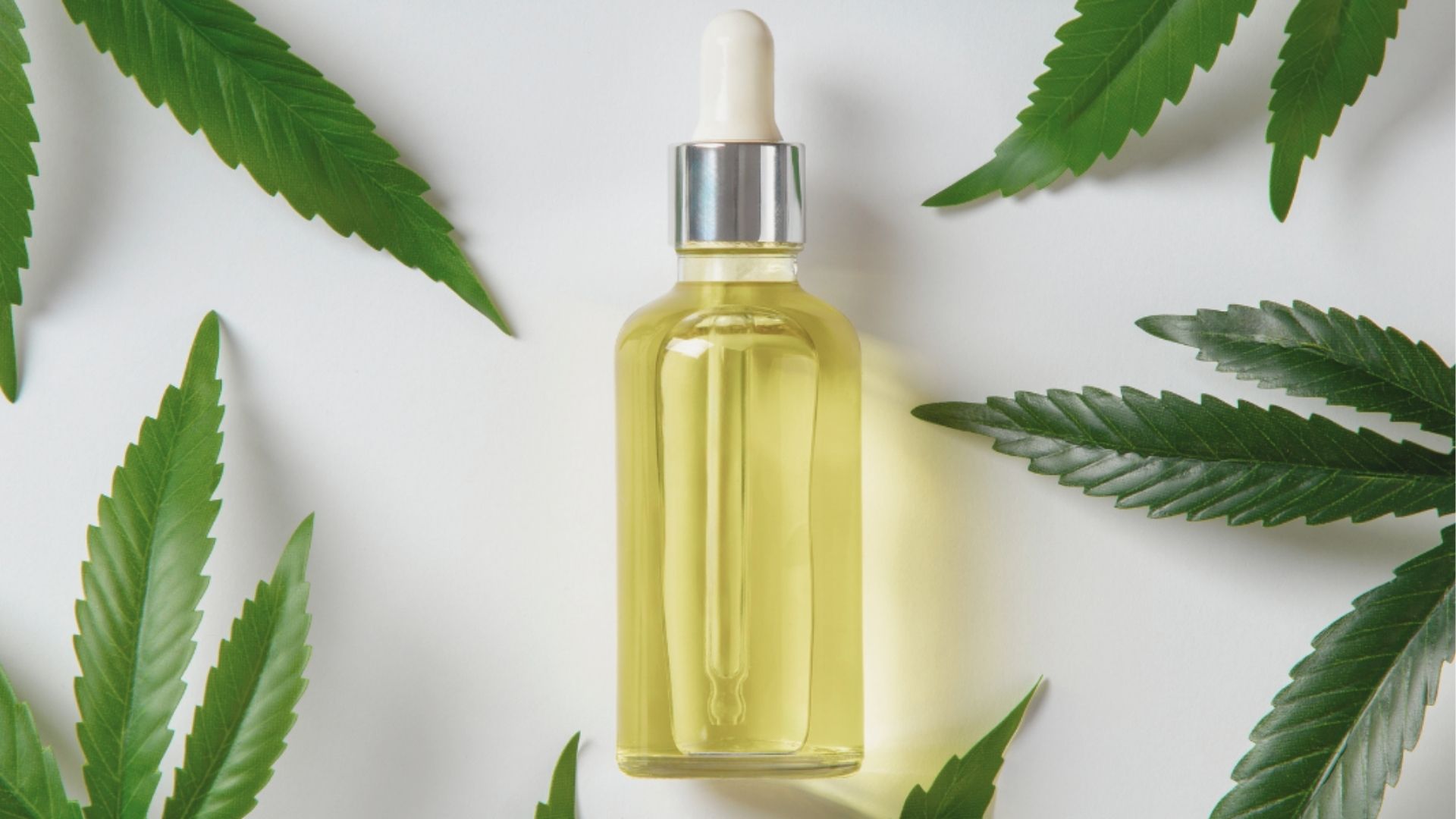 Close-up of a clear CBD oil dropper bottle filled with golden liquid, surrounded by fresh green hemp leaves on white.