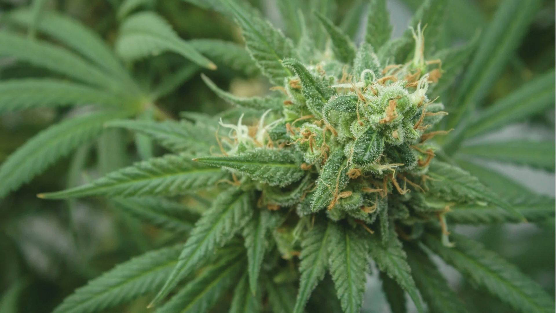Detailed macro shot of a frosty hemp flower bud covered in trichomes with orange pistils. 
