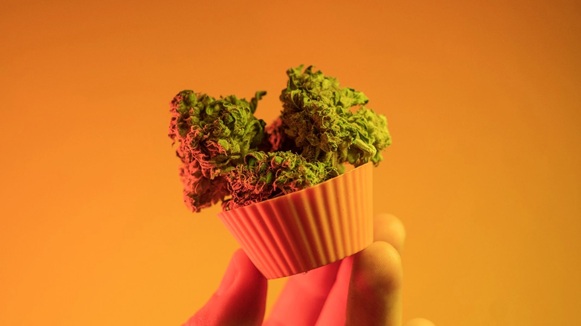 Fresh cannabis buds held in an orange silicone cup against a vibrant orange background for decarbing prep.
