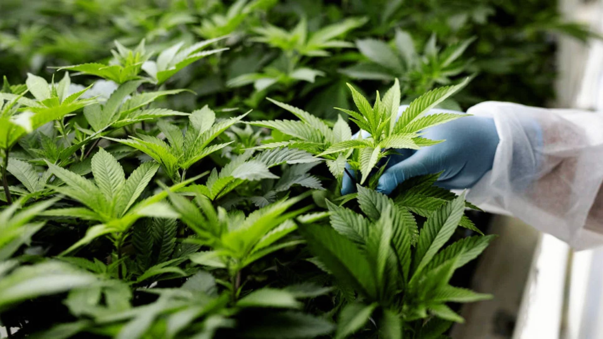 Healthy cannabis plants inspected by gloved hand, no visible nutrient deficiency symptoms present