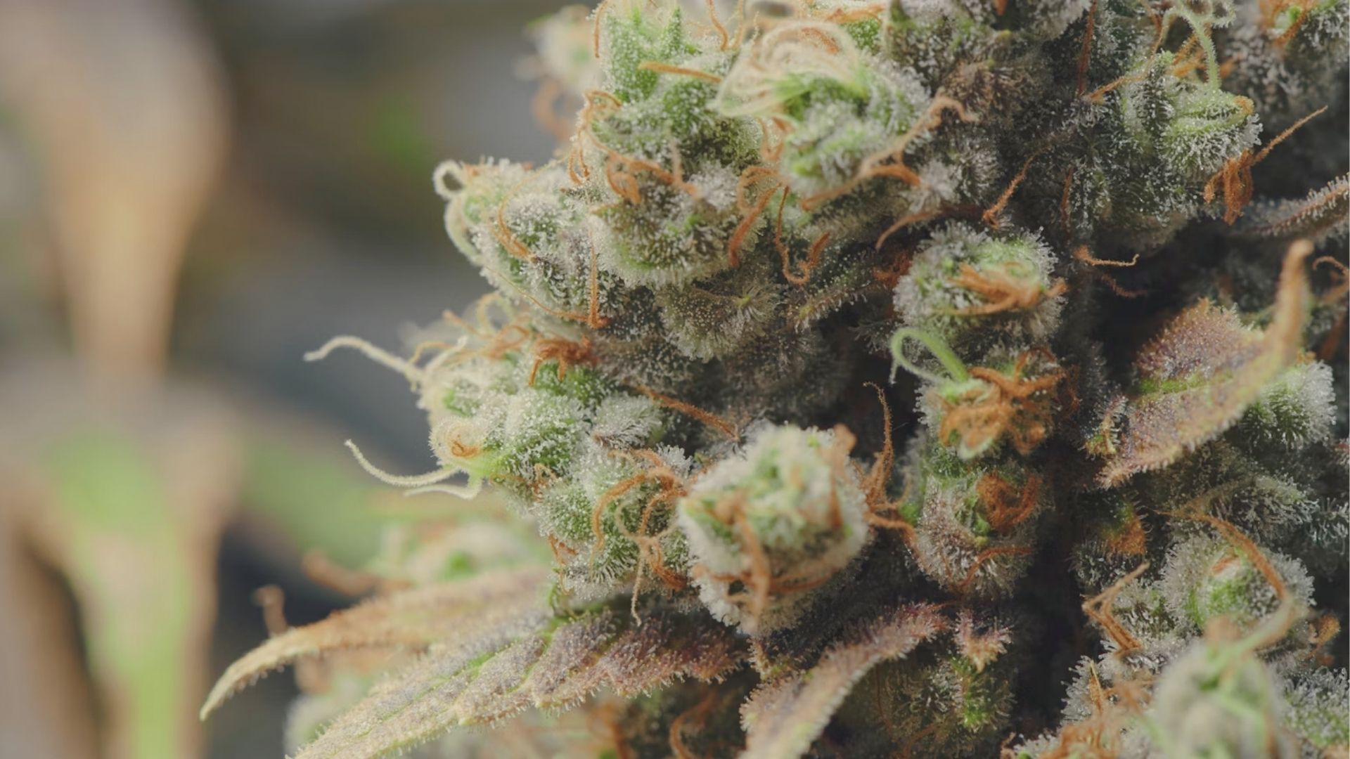 Macro close-up of a frosty cannabis flower covered in trichomes with visible orange pistils and resin glands.