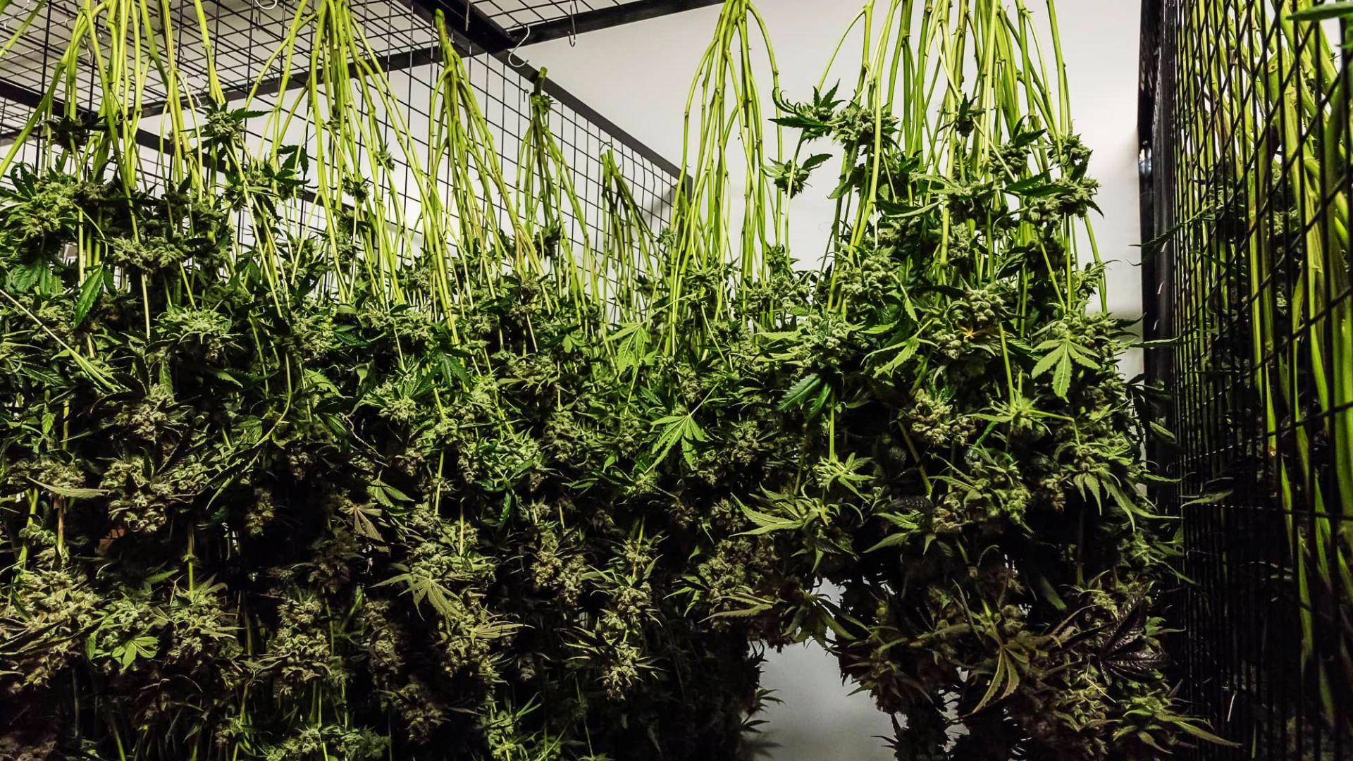 Large cannabis plants hanging upside down on metal racks in a ventilated room for whole-plant drying.