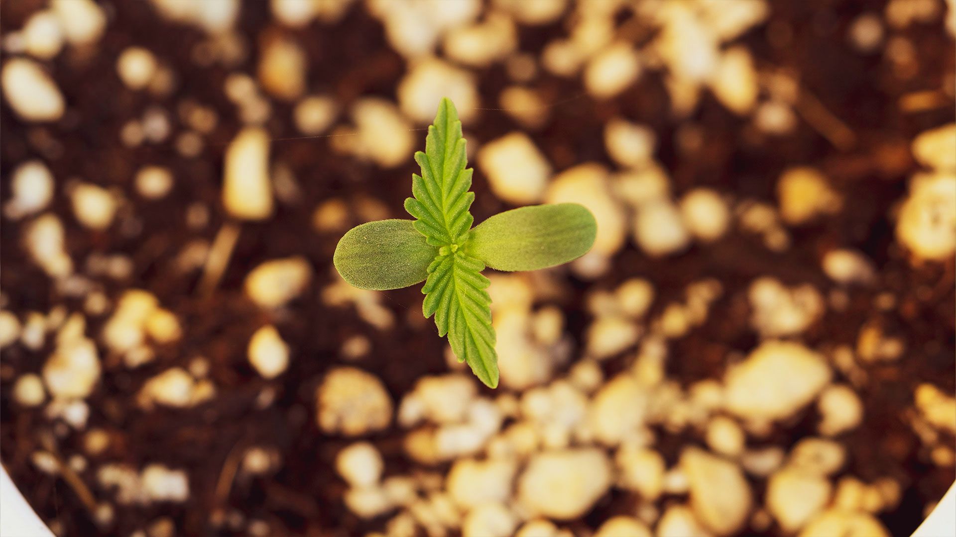 Top view of cannabis seedling in soil showing early growth stage before harvest and drying phase.