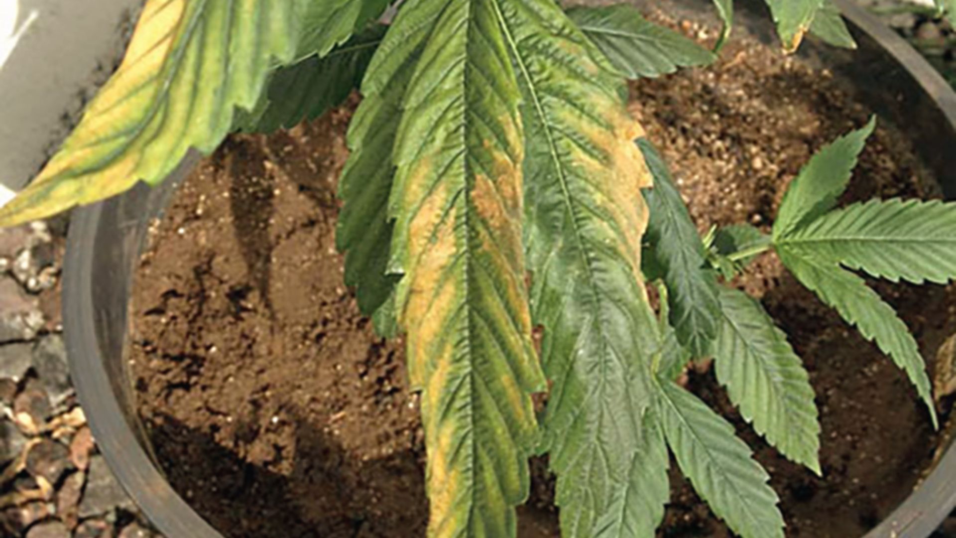 Cannabis leaf with brown burnt patches and yellow margins caused by potassium deficiency
