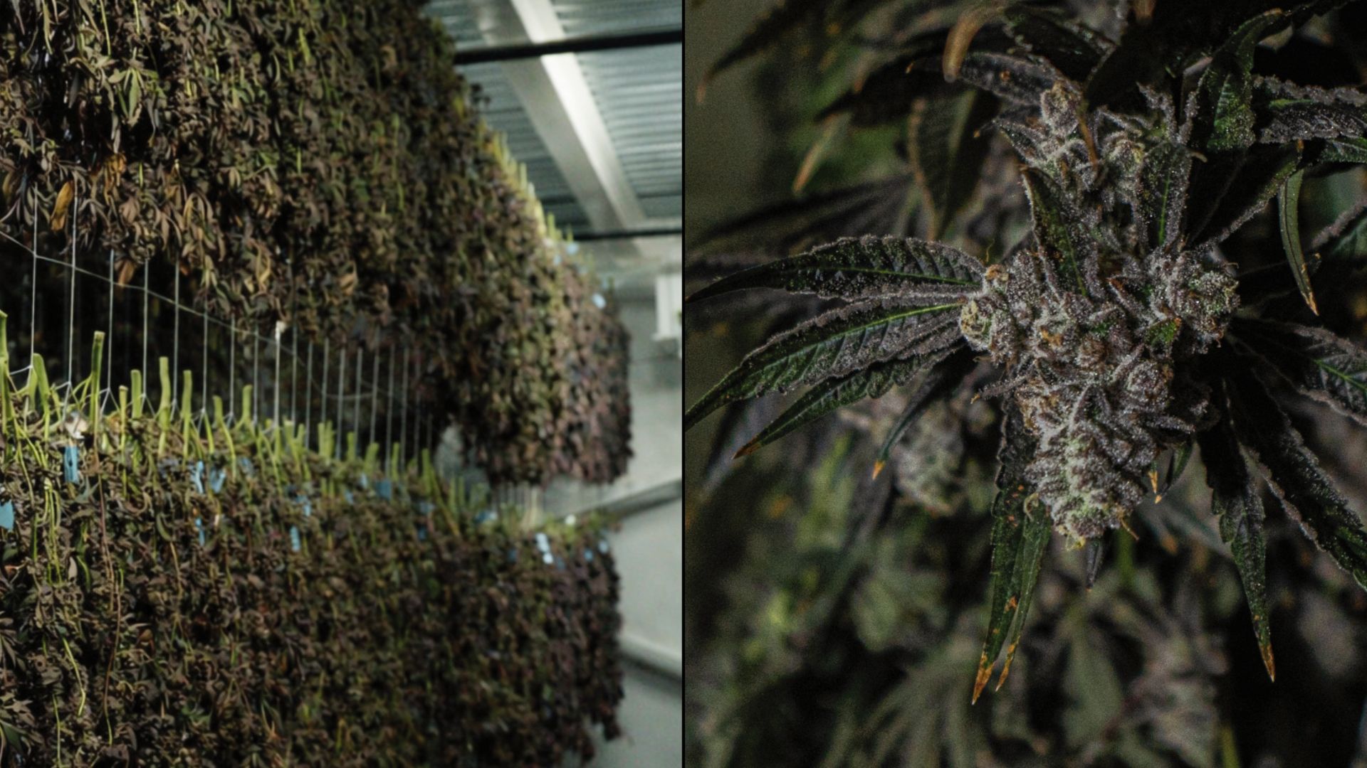 Split view of cannabis plants hanging upside down in drying room and close-up of frosty buds ready to dry.