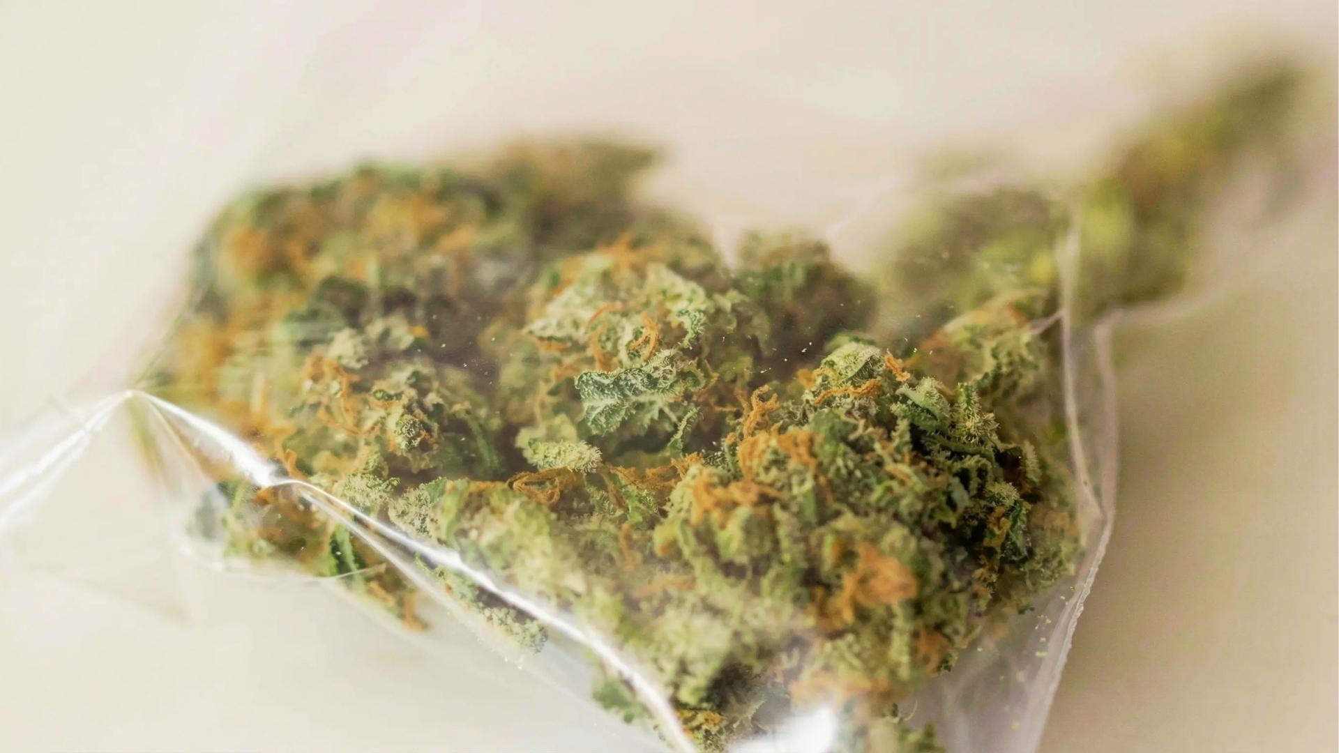 Close-up of dense green cannabis buds with orange pistils and trichomes stored inside clear resealable plastic bag on white.