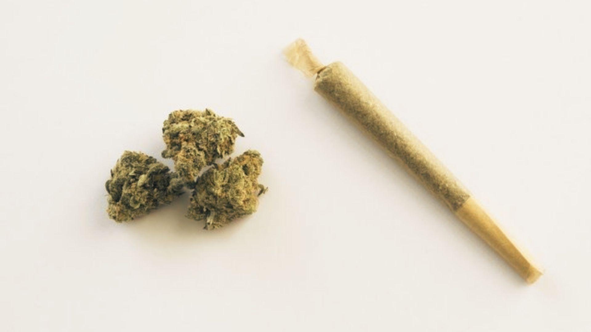 Three green cannabis flower buds and one rolled joint displayed on clean white background