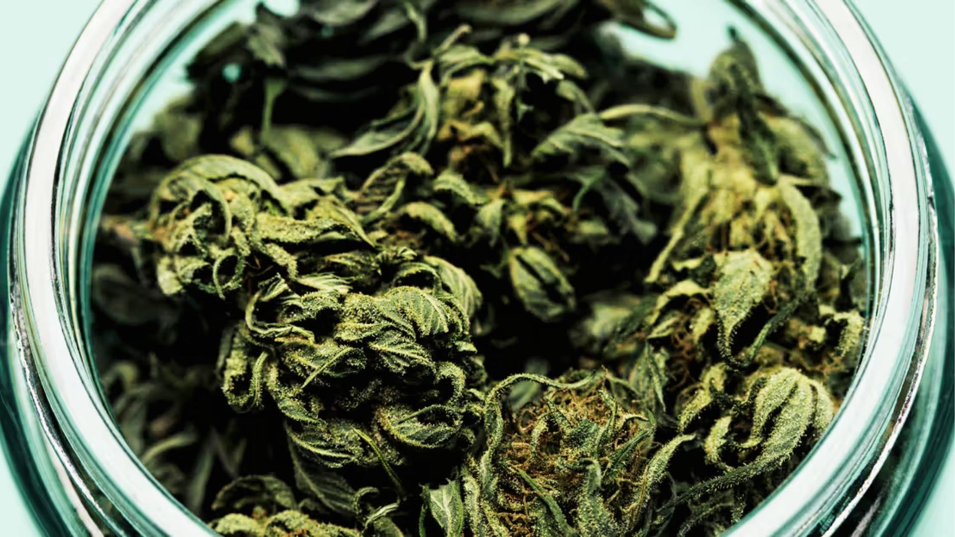 Macro close-up of dense green cannabis buds with orange hairs and visible trichomes filling clear glass jar against pale background.