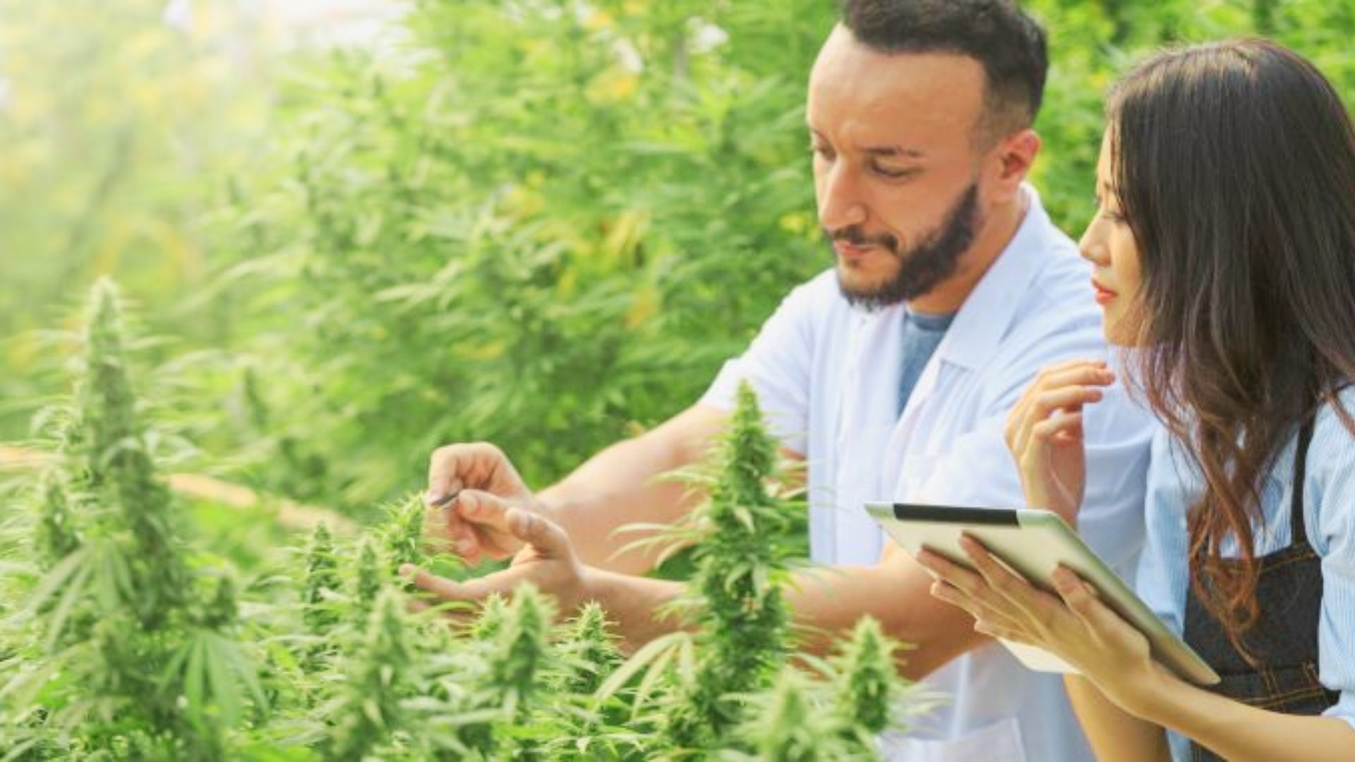 Healthcare professionals inspecting cannabis plants outdoors while taking notes on a tablet.